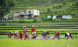 Nepalese farmer's plants Rice Samplings during the celebration of National Paddy Day "ASHA...