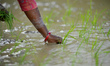 Nepalese farmer's plants Rice Samplings during the celebration of National Paddy Day "ASHA...