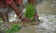 Nepalese farmer's plants Rice Samplings during the celebration of National Paddy Day "ASHA...