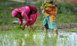 Nepalese farmer's plants Rice Samplings during the celebration of National Paddy Day "ASHA...