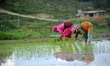 Nepalese farmer's plants Rice Samplings during the celebration of National Paddy Day "ASHA...