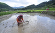 A farmer prepares the ground for Rice Planntation during the celebration of National Paddy...
