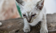 Stray cats of Euboea with their puppies facing in Artaki/Chalkida the heatwave and 42 degr...