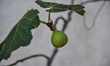 Common fig in Artaki, on Euboea, Greece on July 31, 2017.  