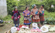 Various images of the ethnic group Hmong, living in northern Vietnam. They are a rural tri...