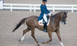 Dutch rider Patrick van der Meer on Zippo rides in the team dressage competition of the 20...