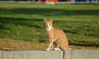 A street cat sits on a stone in front of a park during a warm autumn day in Ankara, Turkey...