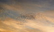 Common starlings arrive in Toulouse, France. November on 24th 2017, at sunset to sleep as...