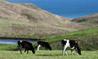 Cows in  a meadow in Point Reyes National Seashore, located in Marin County, California, U...