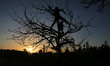 Palestinian boys play on a tree west of Gaza City, on February 27, 2018. 