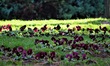 Colourful flowers are seen on the grass at a park with artificial lake during a warm day a...