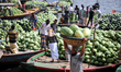 Boats packed with watermelons reach Dhaka's Badamtali terminal, later than usual, increasi...