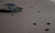 Newly hatching baby Olive Ridley turtles are seen at the Rushikulya river mouth beach as t...