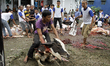 Indonesian people tie their cattle for sacrifice during Eid al-Adha celebrated in Medan, N...