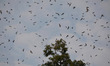 Amur Falcon birds fly over as they arrive to roost at Doyang reservoir, in Wokha district...