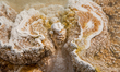 Mammoth Hot Springs is seen in Yellowstone National Park, Park County, Wyoming, United Sta...