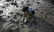 A volunteer collect garbages from a beach in Mumbai. 