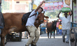 Man Takes Selfie With Cow in Rishikesh Uttarakhand, India, on 13 October 2018.Uttaranchal...