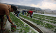 Palestinian farmers work in a field in Beit Lahiya in the northern Gaza Strip on November...