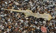 A view of a fish  seen in Port-en-Bessin-Huppain.On Friday, December 28, 2018, in Port-en...