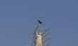 Bird flies pass by the statue of Queen Victoria at CSMT (Chhatrapati Shivaji Maharaj Termi...