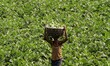 Village farmers are seen at the vegetable agricultural fields and plucking brinjals before...