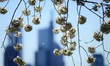 Cherry blossom trees are in full bloom at the Schuylkill river banks, in the Fairmount Par...