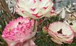 Flowers and plants at a garden center and plant nursery as Spring season arrives in Toront...