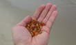 Man holding in hand amber collected on the Baltic Sea beach after the storm  is seen in Pi...