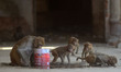 Monkeys drink water in a container and defused water on surface during a hot day in Allaha...