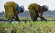 Women plant rice saplings at a paddy field at Baghmara village in Baksa district of Assam,...