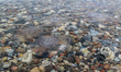 Jellyfishes on the Baltic sea coast (Little Belt) is seen in Brenderup, Fyn, Denmark on 31...