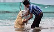 A sheep is being washed in the lake ahead of muslim holy festival Eid-Al-Adha (Feast of Sa...