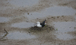 Black-winged Stilt or Common Stilt incubates eggs in its nest at Udawalawe National Park i...