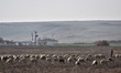 A shepherd grazes his sheep in Polatli district, some 80 kilometres west of Ankara, Turkey...