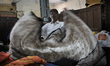 Mr. Khan a clothing vendor on the streets of Kolkata folding a "sari" that he bought durin...
