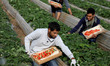 Palestinian farmers harvest strawberries at a farm in Beit Lahia, in the northern Gaza Str...