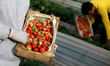 Palestinian farmers harvest strawberries at a farm in Beit Lahia, in the northern Gaza Str...