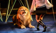 Alexei Pinko and his wife Veronica Pinko are animal trainers of the National Circus of Ukr...