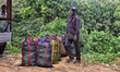 Workers load bags of freshly picked tea leaves on a truck at the Geragama Tea Factory in P...