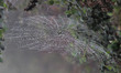 A wild spider is seen in the middle of its web, surrounded by the winter morning dews just...