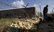 Palestinian farm packing Onions in his farm at Beit Lahia town northern the Gaza strip, Ap...