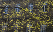 Leaves in full spring bloom.
On Thursday, April 9, 2020, Krakow, Poland. 