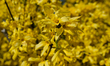 Forsythia plant in full spring bloom.
On Thursday, April 9, 2020, Krakow, Poland. 