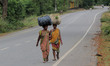 Tribal women are seen on the road as they carrying Tendu leafs atop their head and returns...