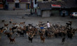 A man feeds stray dogs during Covid-19 (Coronavirus) pandemic in Sopore town of district b...
