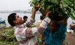 One labor assisting another for carrying vegetable on May 16, 2015 in Sadarghat, Dhaka, Ba...