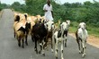 Indian Shepherd Herd Sheeps on the Outskirts Village of Sambhar, in The Indian State of Ra...