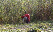 Indian Farmer Harvest millet in a field on the outskirts village of Ajmer, Rajasthan, Indi...