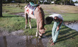 a boy helping a horse drinking water on May 26, 2015 to Kuakata, Bangladesh
